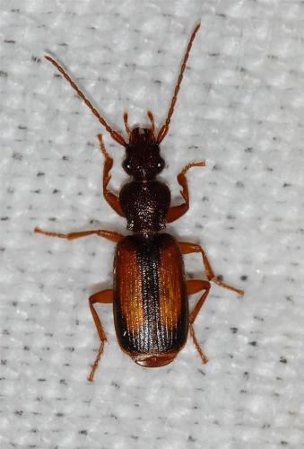Réf. 264 936 : Polistichus connexus